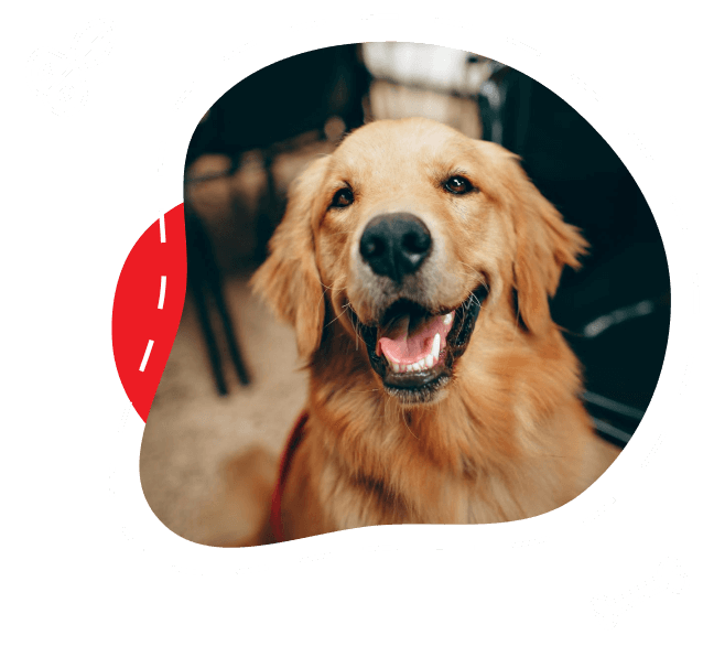 Golden Retriever dog smiling