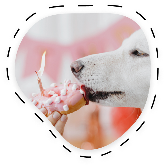 Dog licking donut